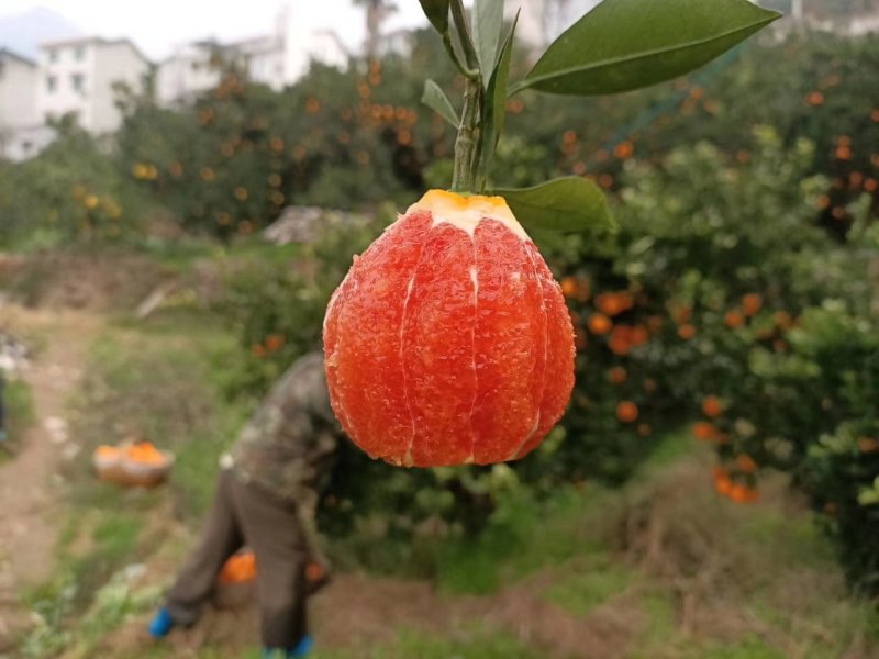 脐橙枝条伦晚脐橙，中华红橙，九月红橙，爱媛，纽荷尔