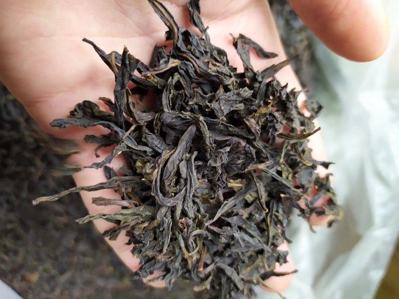 黄枝香单枞茶高山凤凰单丛茶潮州乌叶单枞茶乌龙茶1斤