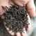 黄枝香单枞茶高山凤凰单丛茶潮州乌叶单枞茶乌龙茶1斤