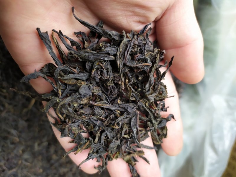 黄枝香单枞茶高山凤凰单丛茶潮州乌叶单枞茶乌龙茶1斤