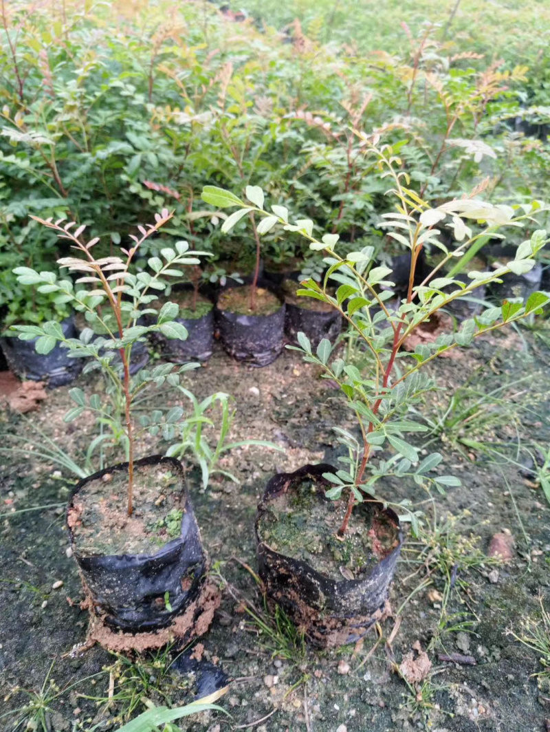 清香木树苗小苗大苗袋苗红芽清香木云南清香木树苗