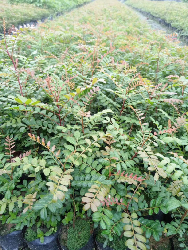 清香木树苗小苗大苗袋苗红芽清香木云南清香木树苗