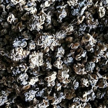 核桃菌，马卡菌，规格型号自己选，价格美丽