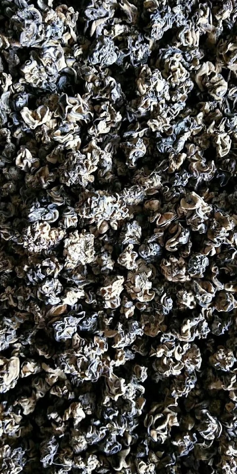 核桃菌，马卡菌，规格型号自己选，价格美丽
