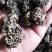 核桃菌，马卡菌，规格型号自己选，价格美丽