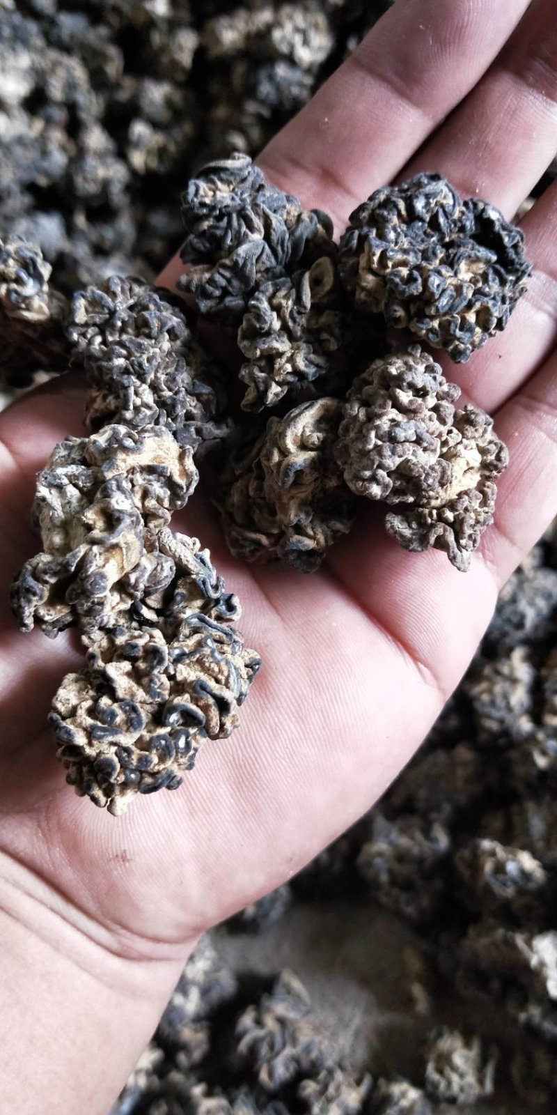 核桃菌，马卡菌，规格型号自己选，价格美丽