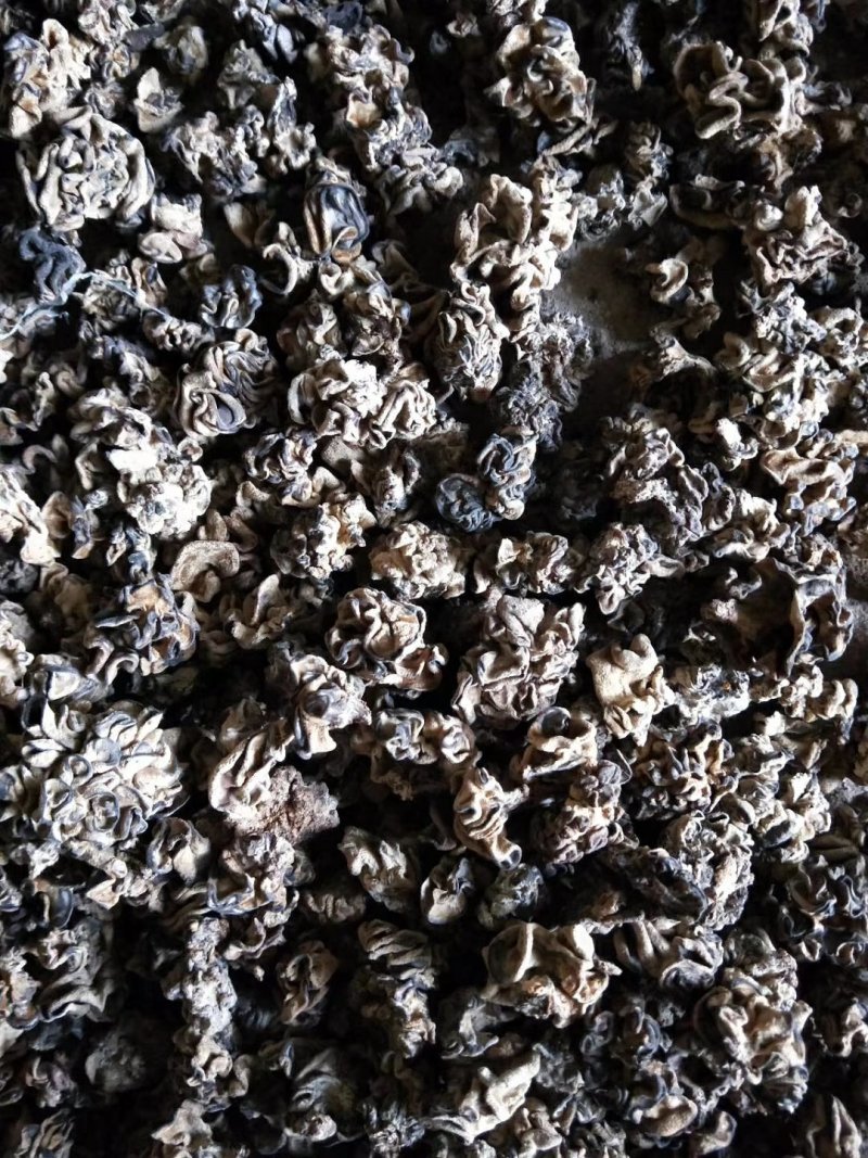 核桃菌，马卡菌，规格型号自己选，价格美丽