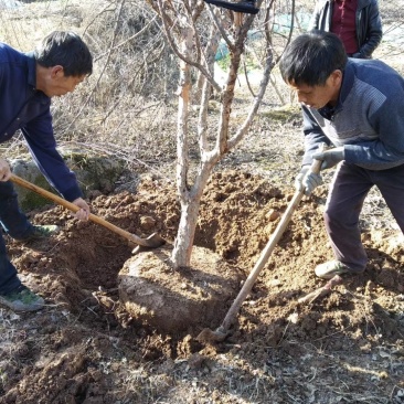 山茱萸树独干挂果地径10～15公分米径8～10公分