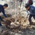 山茱萸树独干挂果地径10～15公分米径8～10公分