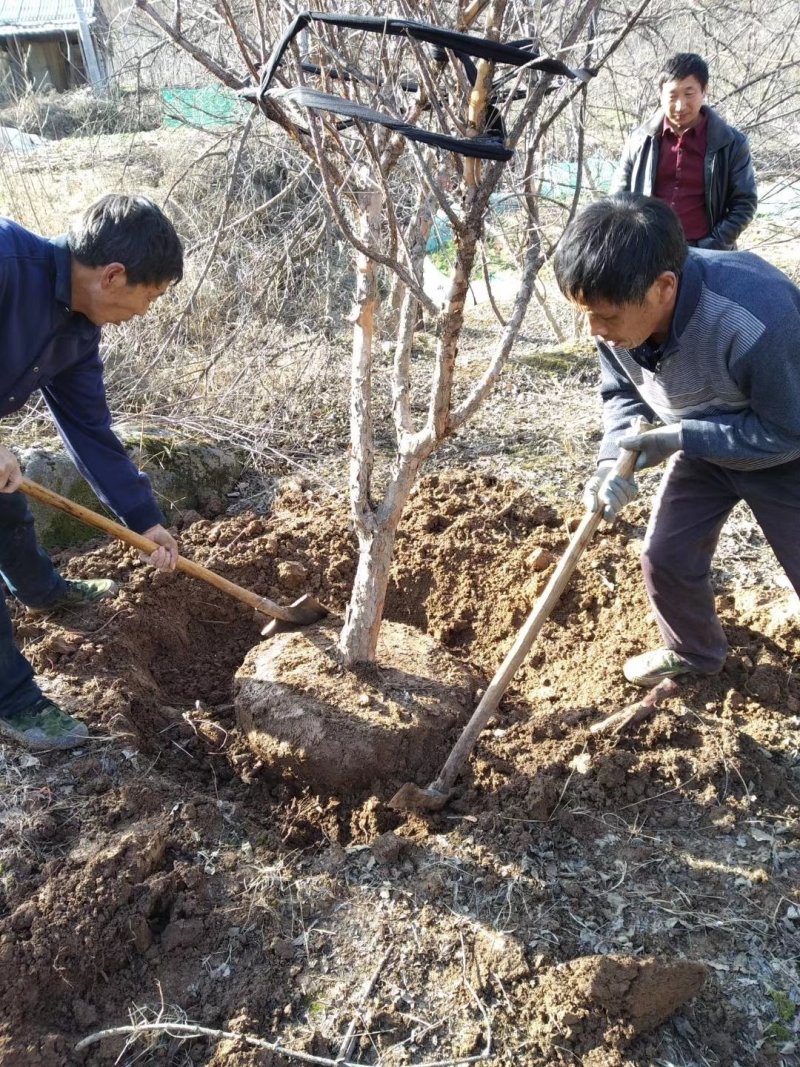 山茱萸树独干挂果地径10～15公分米径8～10公分