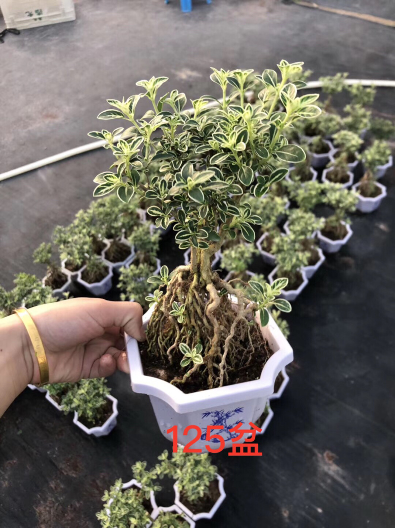 提根六月雪，六月雪盆景，大小规格齐全，整箱销售，