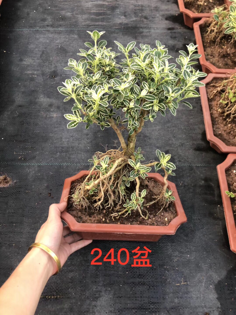 提根六月雪，六月雪盆景，大小规格齐全，整箱销售，