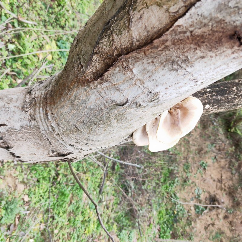 五台山台蘑，白水皮，银盘，。虎皮，各种台蘑