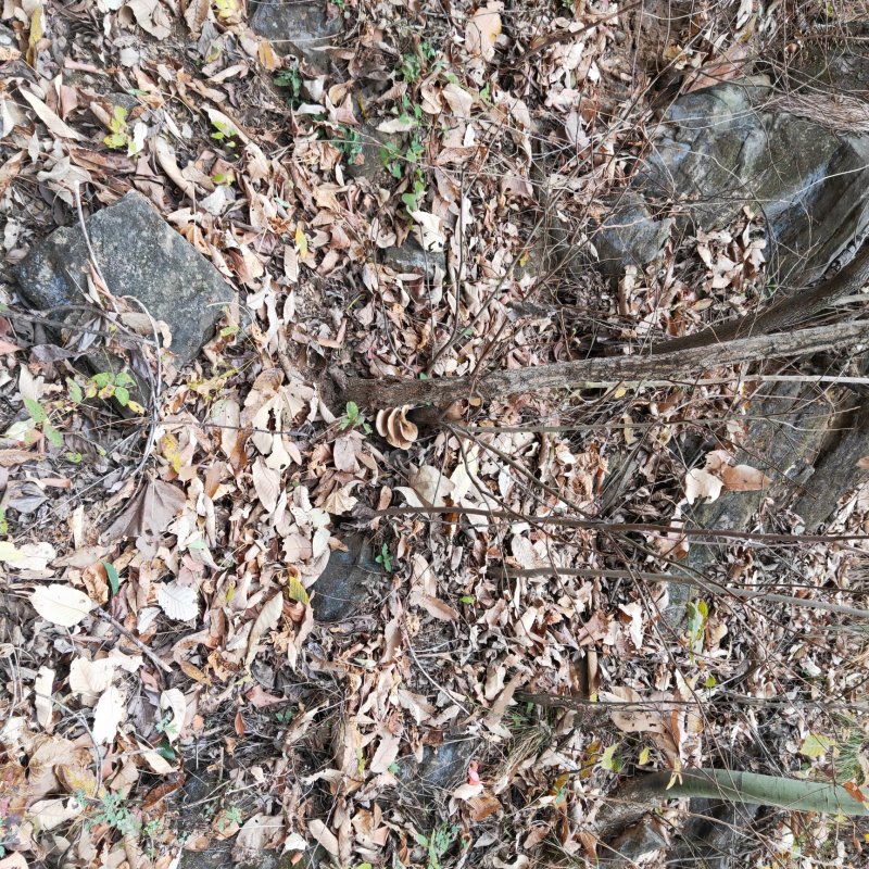 五台山台蘑，白水皮，银盘，。虎皮，各种台蘑