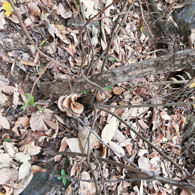 五台山台蘑，白水皮，银盘，。虎皮，各种台蘑