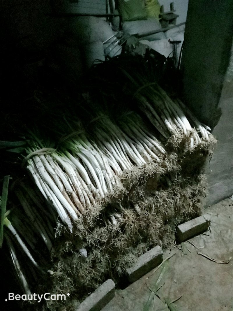 社旗丁庄街，长白大葱毛葱2cm左右30~40cm，
