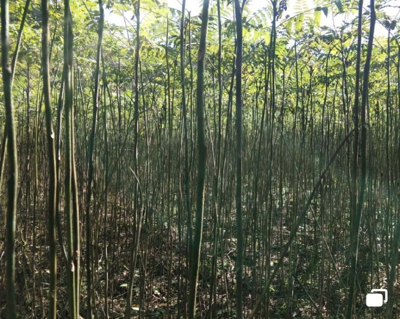 臭椿