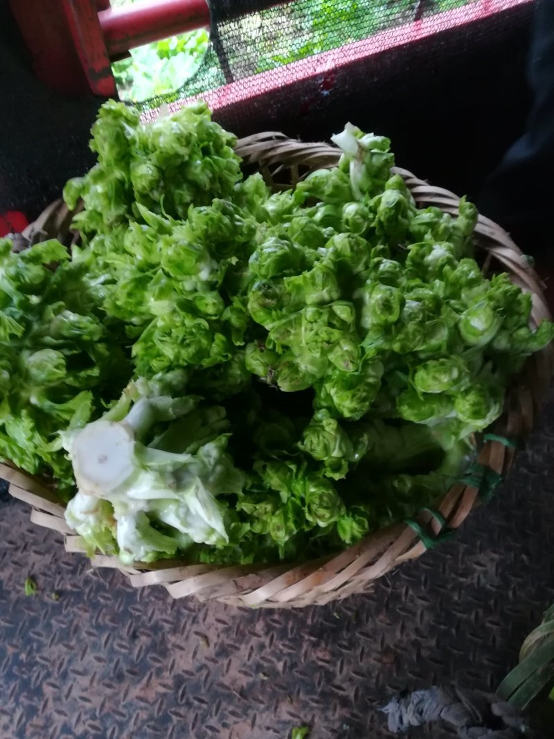 丁家儿菜