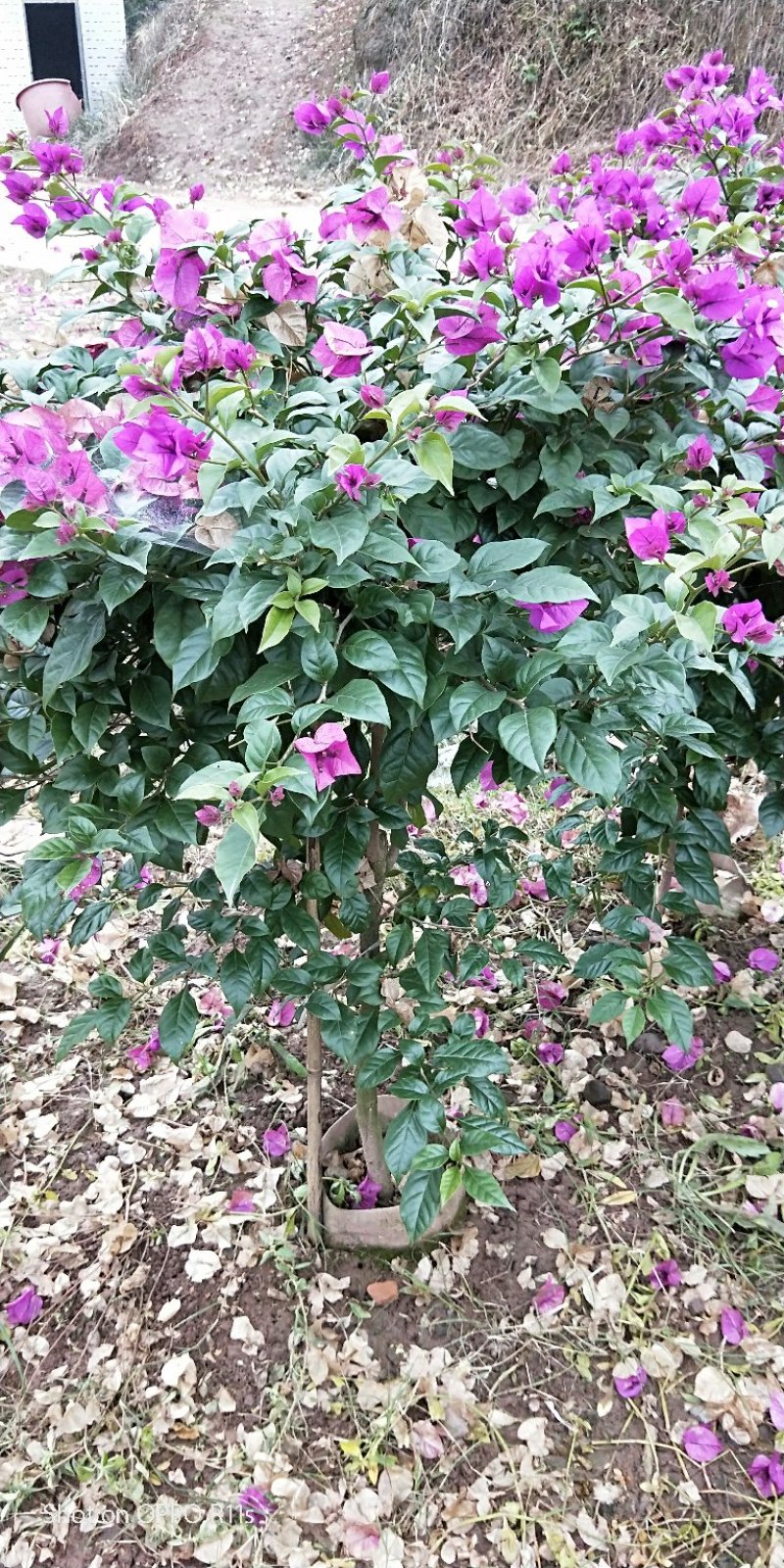 精品三角梅数量超大价格实惠，各种规格均有，