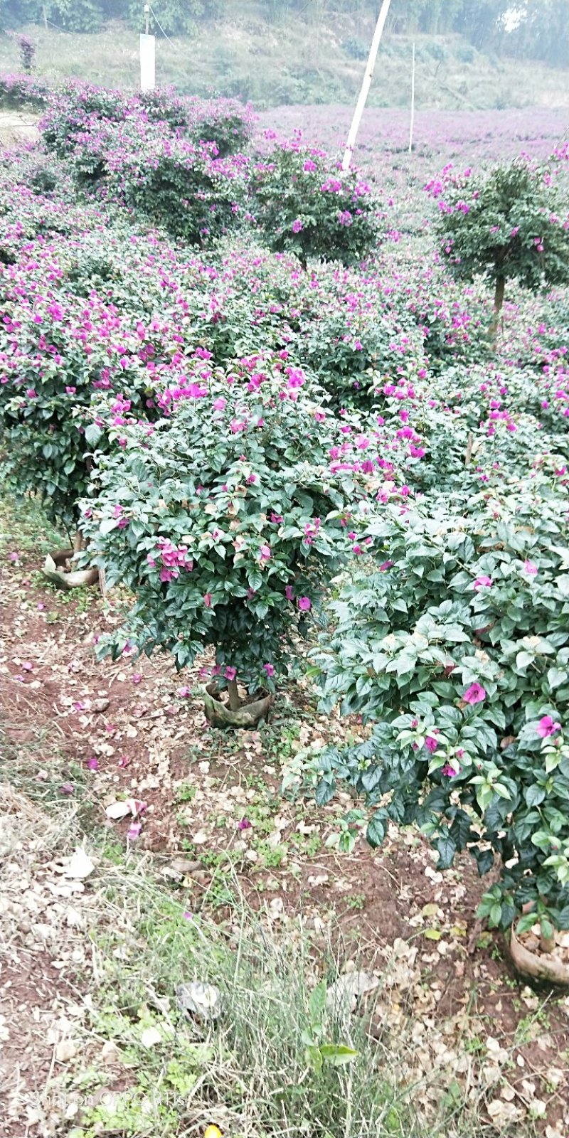 精品三角梅数量超大价格实惠，各种规格均有，