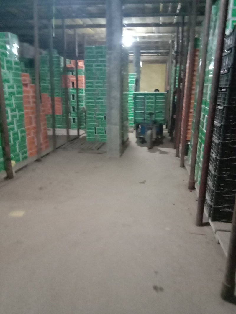 葡萄河北巨峰葡萄大量现货实力供应海量货源