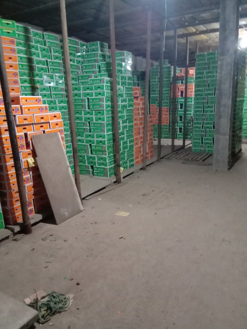 葡萄河北巨峰葡萄大量现货实力供应海量货源