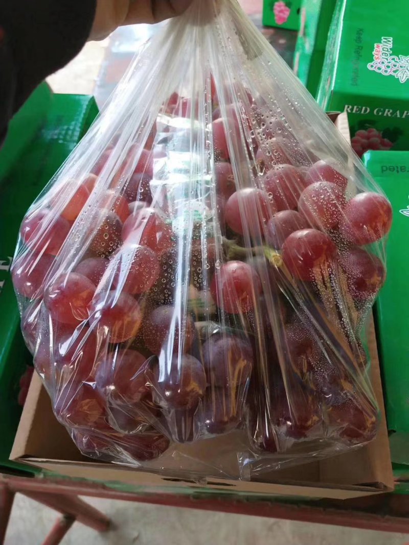 葡萄河北巨峰葡萄大量现货实力供应海量货源