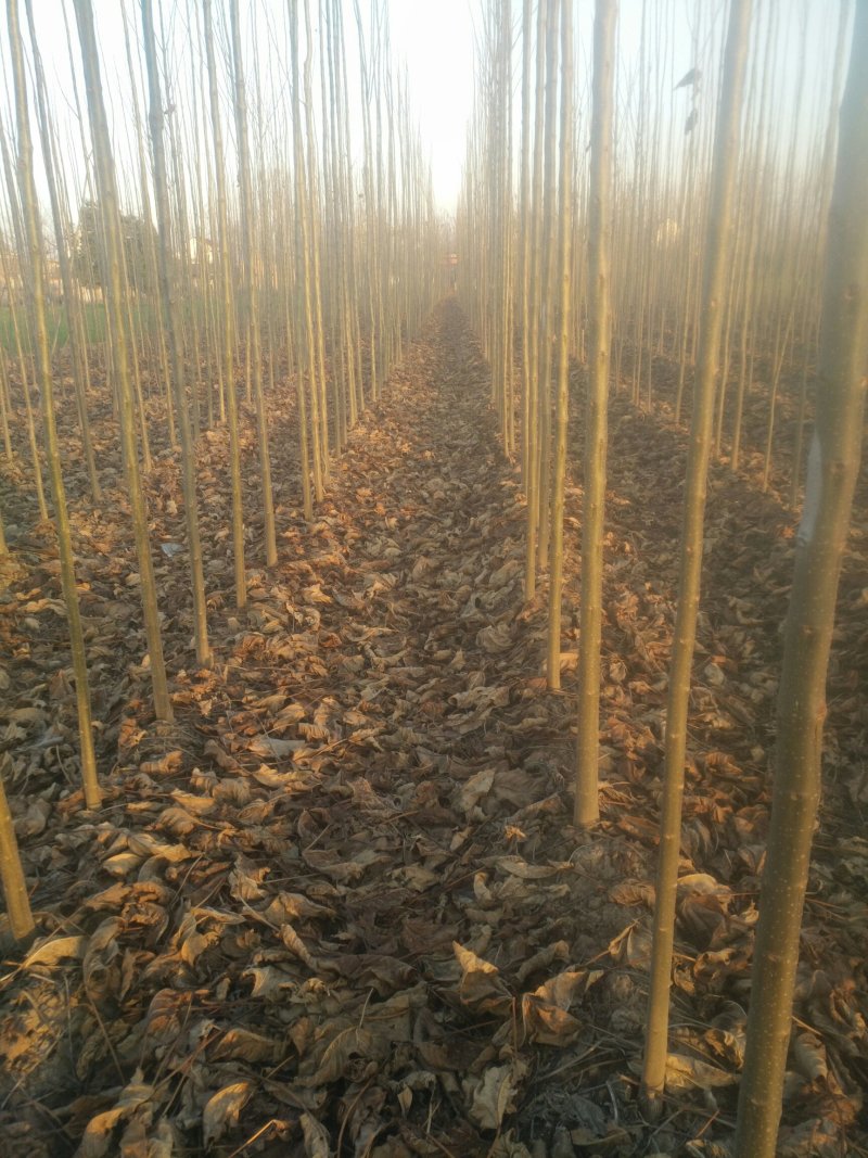 河南太康县广友万亩苗圃楸树，梓树，可实地看货