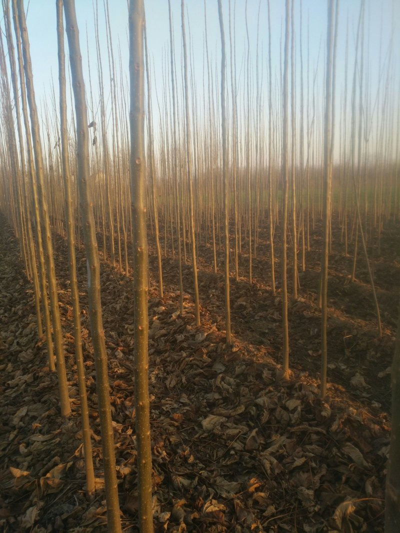 河南太康县广友万亩苗圃楸树，梓树，可实地看货