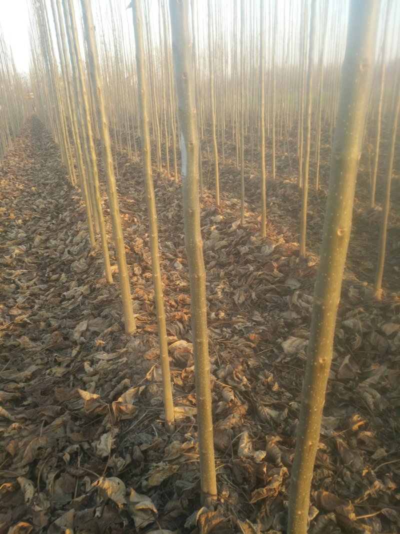 河南太康县广友万亩苗圃楸树，梓树，可实地看货