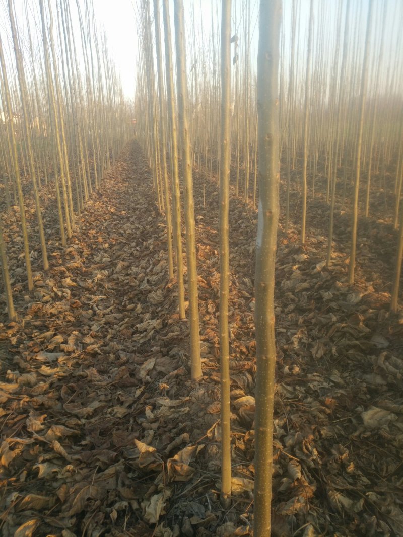 河南太康县广友万亩苗圃楸树，梓树，可实地看货
