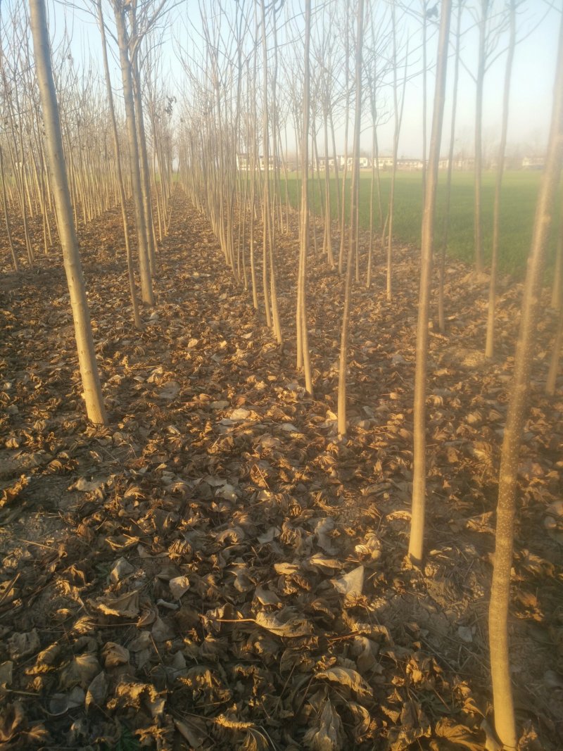 河南太康县广友万亩苗圃楸树，梓树，可实地看货