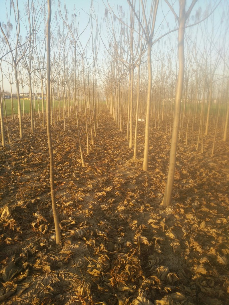 河南太康县广友万亩苗圃楸树，梓树，可实地看货