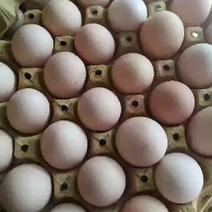 鸡蛋赔钱出售大量粉蛋