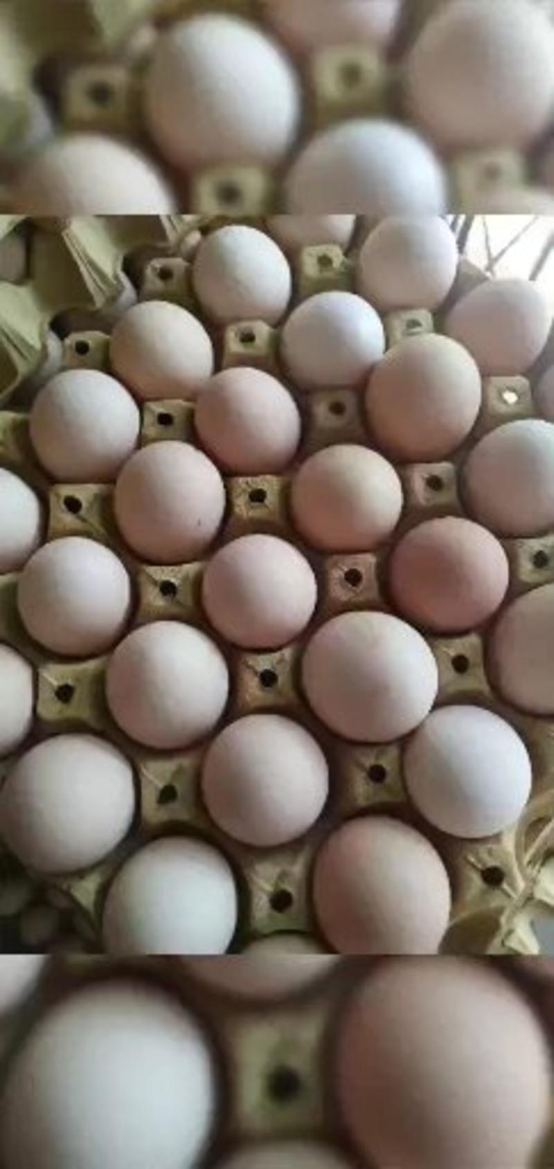 鸡蛋赔钱出售大量粉蛋