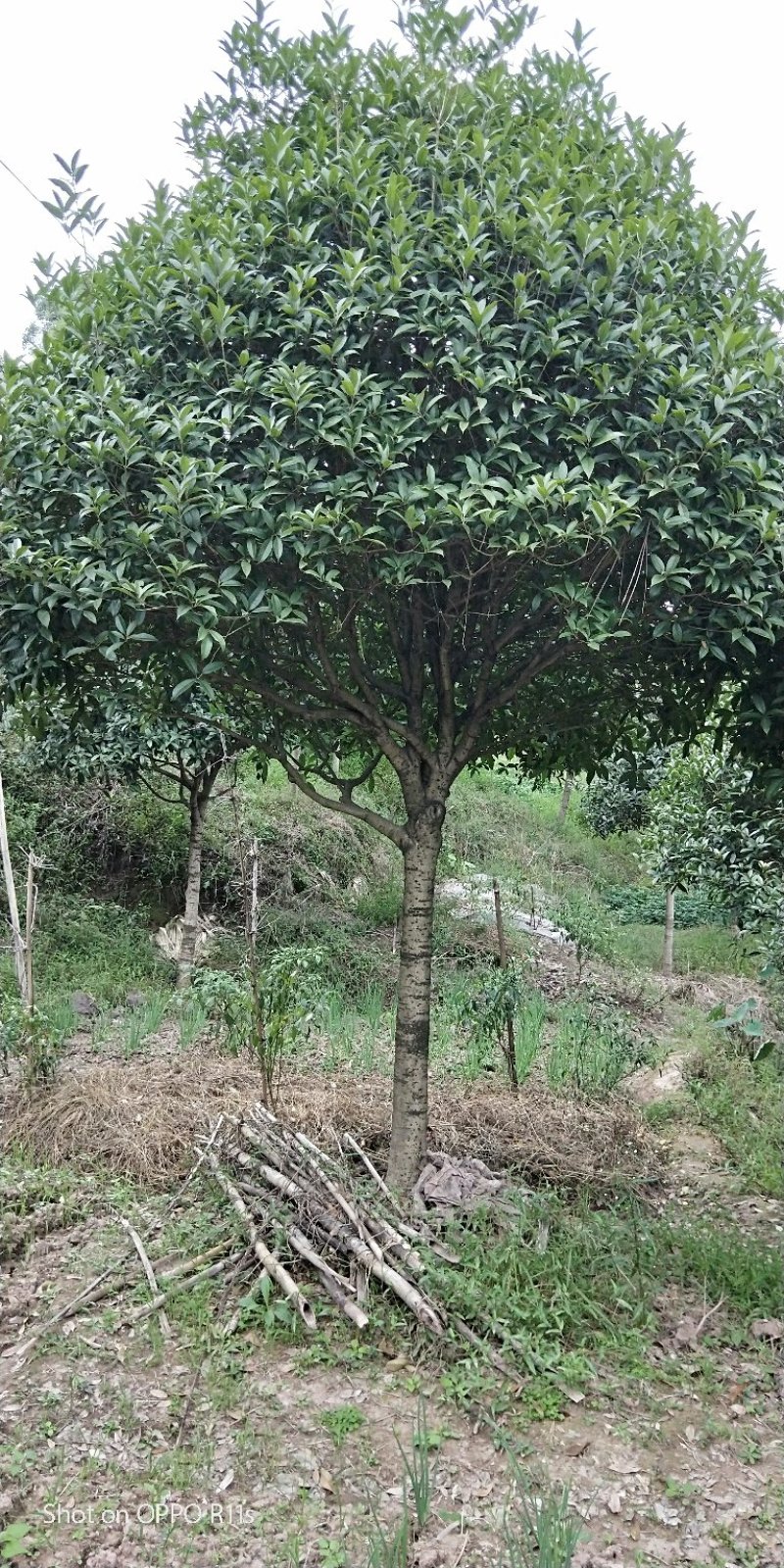 金桂，高杆四季桂，各类品种各种规格均大量有货