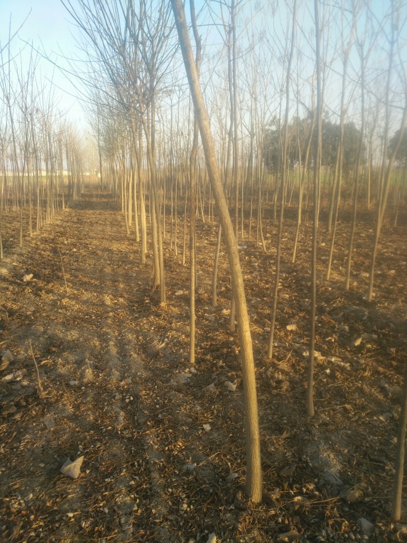 万亩国槐苗木基地，欢迎广大老板前来实地看货，也可视频看货
