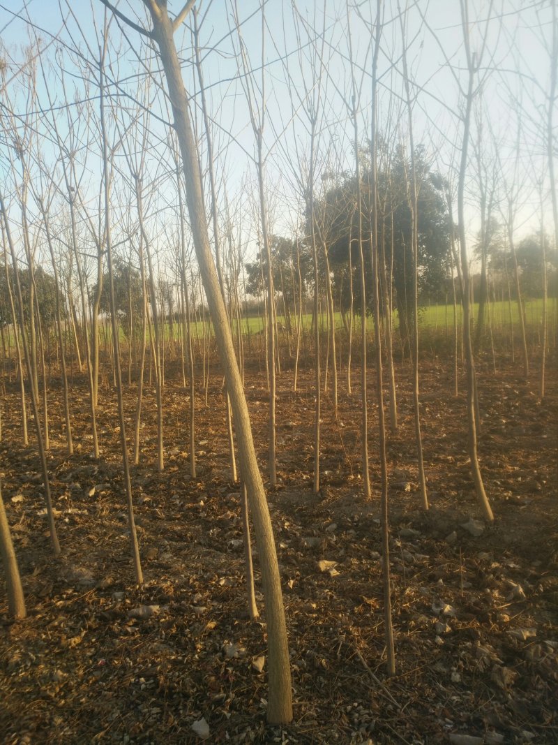 万亩国槐苗木基地，欢迎广大老板前来实地看货，也可视频看货