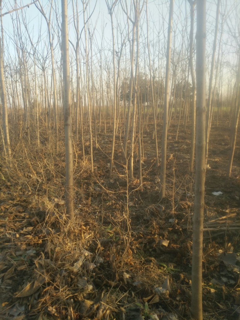 万亩国槐苗木基地，欢迎广大老板前来实地看货，也可视频看货