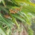 砂仁根种苗豆蔻苗盆栽地栽树苗香料砂仁种根砂仁