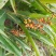 砂仁根种苗豆蔻苗盆栽地栽树苗香料砂仁种根砂仁