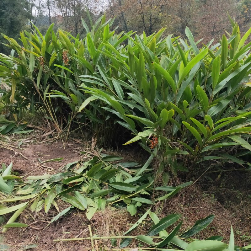 砂仁根种苗豆蔻苗盆栽地栽树苗香料砂仁种根砂仁