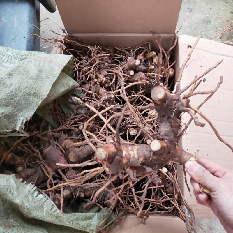 砂仁根种苗豆蔻苗盆栽地栽树苗香料砂仁种根砂仁