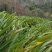 砂仁根种苗豆蔻苗盆栽地栽树苗香料砂仁种根砂仁