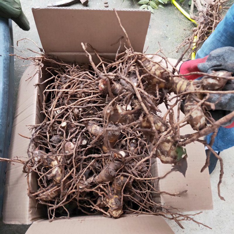 砂仁根种苗豆蔻苗盆栽地栽树苗香料砂仁种根砂仁