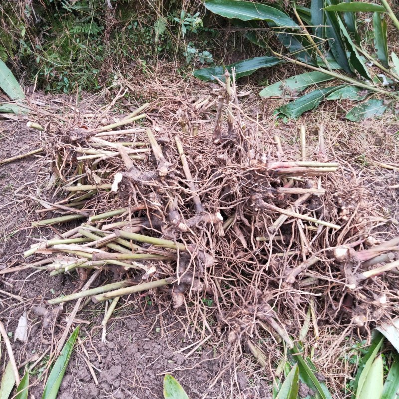 砂仁根种苗豆蔻苗盆栽地栽树苗香料砂仁种根砂仁