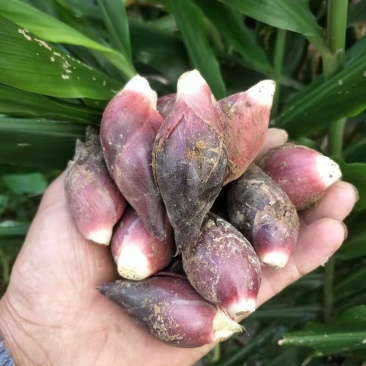 阳荷种根阳荷笋种苗阳藿根块阳荷洋荷