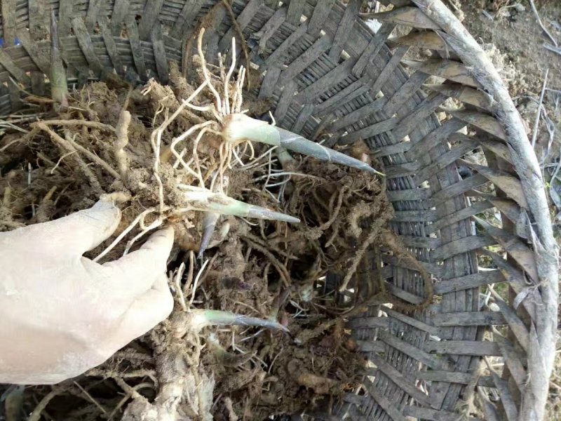 阳荷种根阳荷笋种苗阳藿根块阳荷洋荷