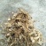阳荷种根阳荷笋种苗阳藿根块阳荷洋荷