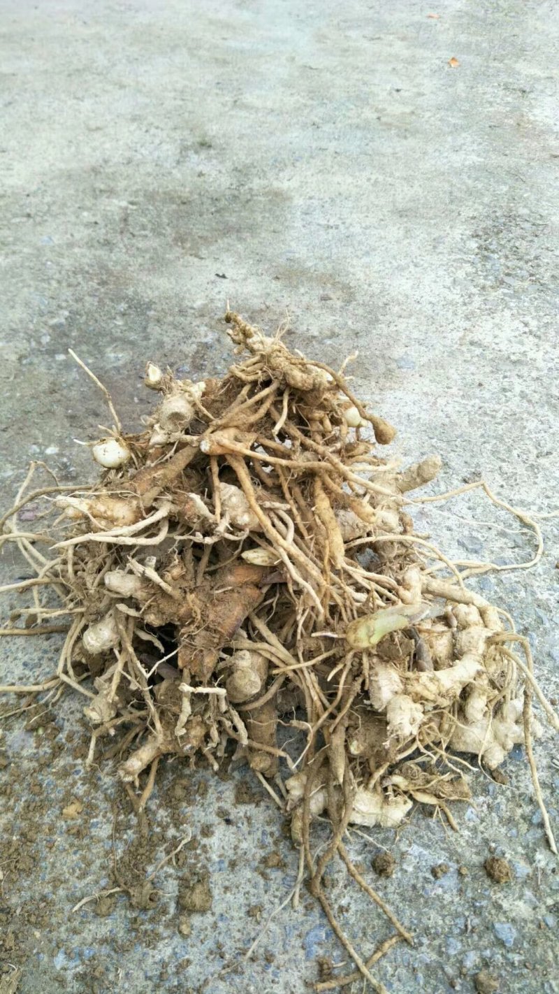 阳荷种根阳荷笋种苗阳藿根块阳荷洋荷